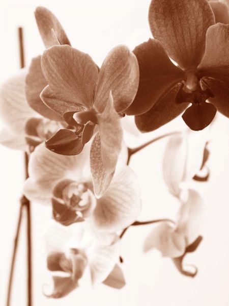 Dreamy Orchids I