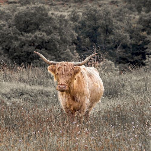 Highland Cow I