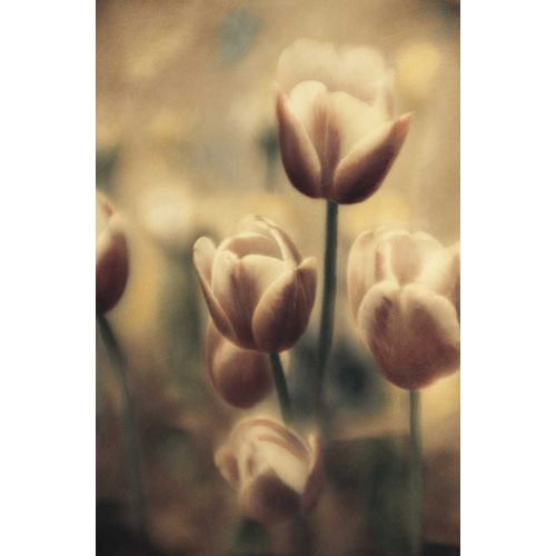 Tinted Tulips III