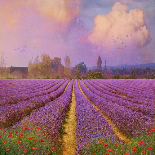 Lavender Fields I