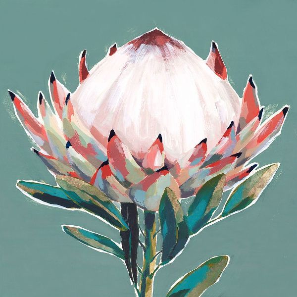 Blooming King Protea