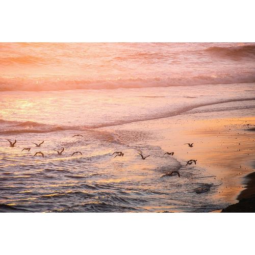 Nature Magick 아티스트의 Ocean Beach and Sunset Seagulls작품입니다.