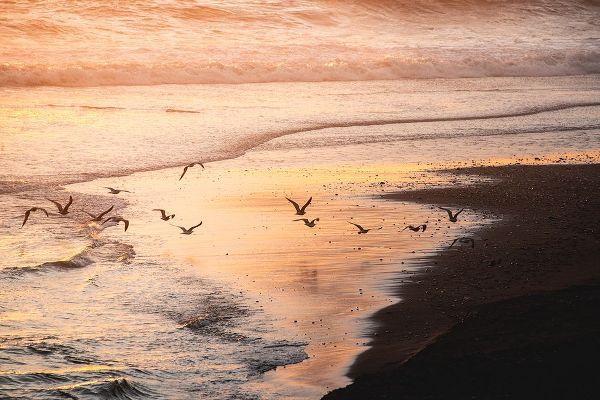 Nature Magick 아티스트의 Sunset Seagulls and Pacific Ocean II작품입니다.