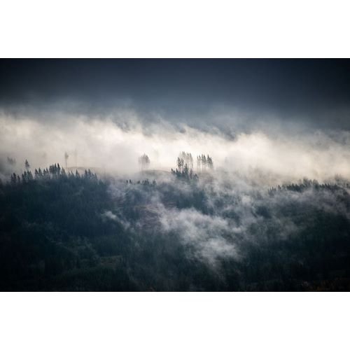 Nature Magick  아티스트의 Fir Trees in the Forest Fog Blue작품입니다.