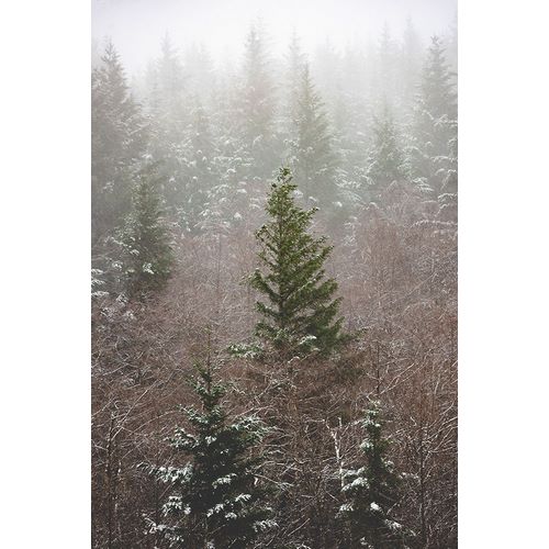 Forest Fog Winter Snow