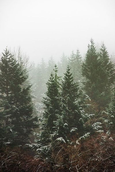 Forest Fog Winter Snow II