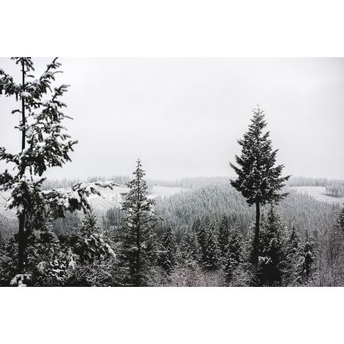 Winter in the Pacific Northwest Forest