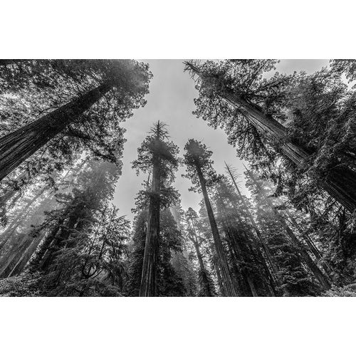 Sequoia Tree Forest Sky Black and White