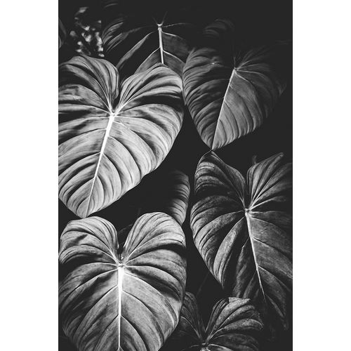 Nature Magick 아티스트의 Monstera Leaves Jungle Black and White Tropical작품입니다.