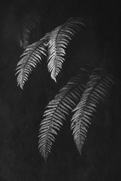 Black and White Forest Ferns II
