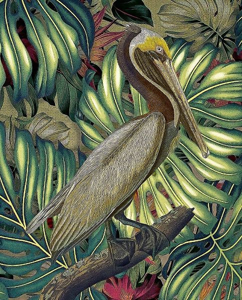 Jungled Pelican