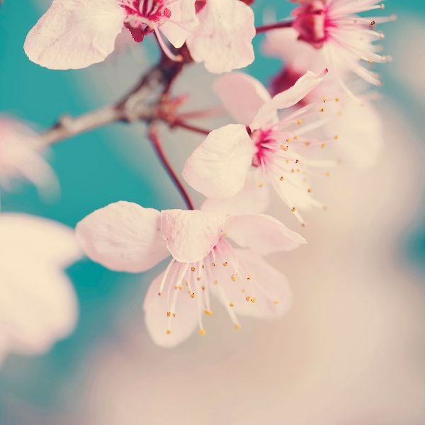 Beddoes, Ingrid 아티스트의 Spring blossoms 작품