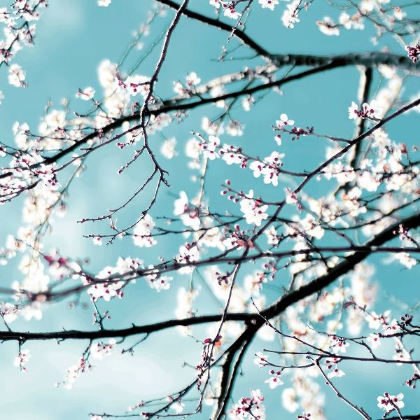 Beddoes, Ingrid 아티스트의 Spring blossoms blue 작품