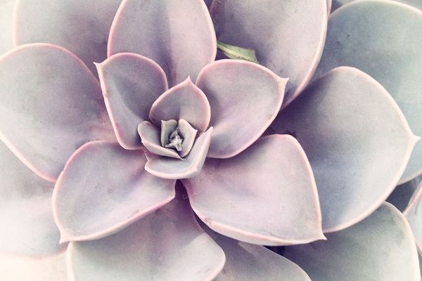 Stalus, Judy 아티스트의 Purple Succulent  작품