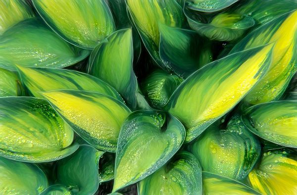 Kearney, Franklin J. 아티스트의 Varigated Plantain Lily 작품입니다.