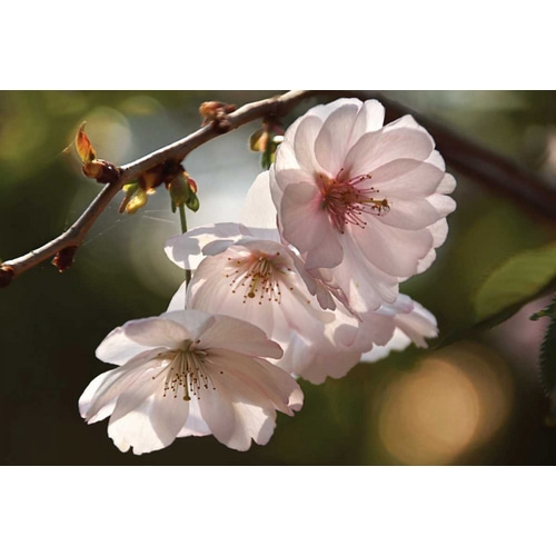 Cherry Blossom Illumination