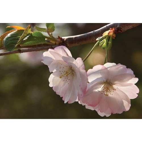 Cherry Blossom Joy