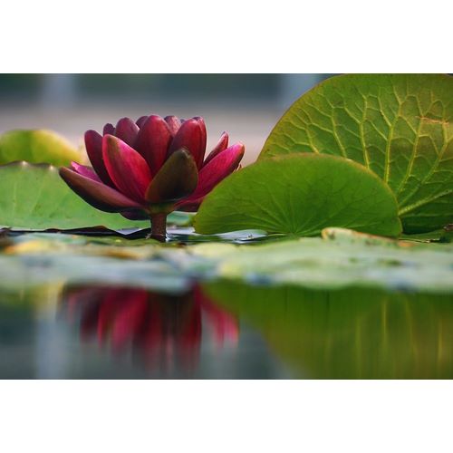Lily Reflections II