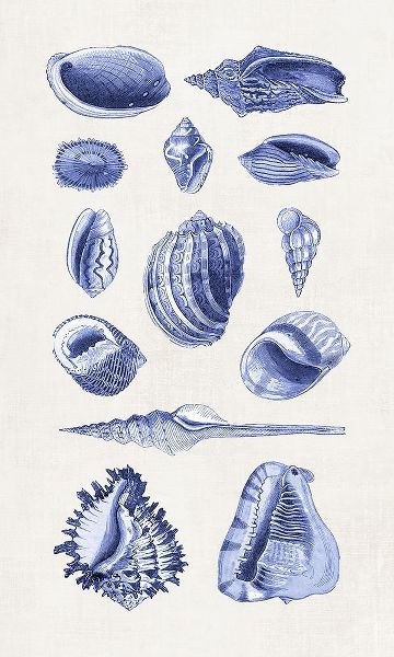 Haase, Andrea 아티스트의 Blue Shells II작품입니다.