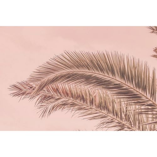 Haase, Andrea 아티스트의 Portugal Travel Impression Blush Palm 작품입니다.