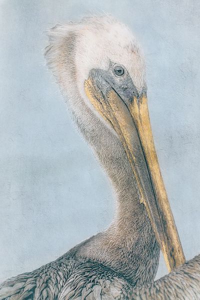 Stelfox, Norm 아티스트의 Long Beak Bird I작품입니다.