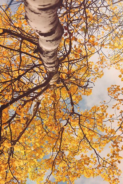 Joy, Olivia 아티스트의 Fall Coloured Leaves 작품입니다.