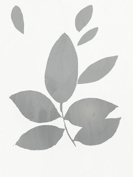 Grey Foliage