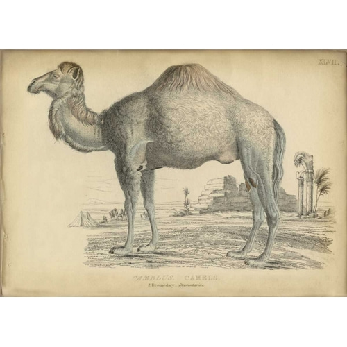 Camel Bactarnian