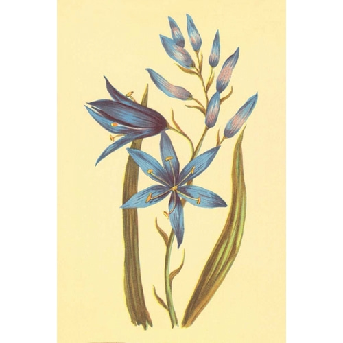 Camass and Wild Hyacinth