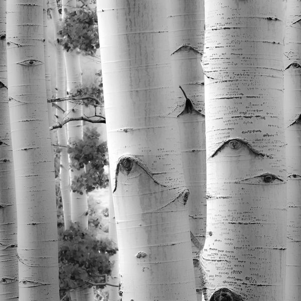 Birches in Grey I