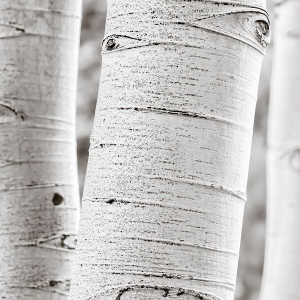 Birches in Grey II