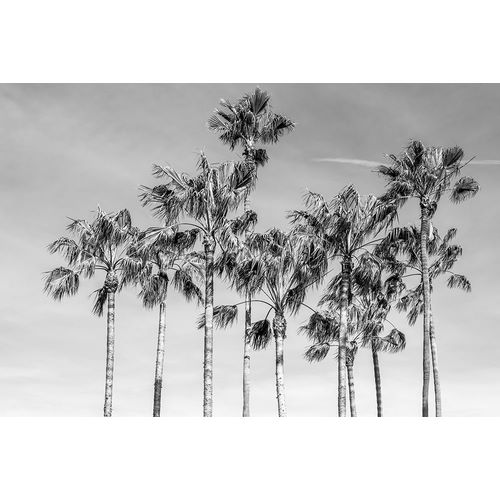 Silver, Richard 아티스트의 California Palms III작품입니다.