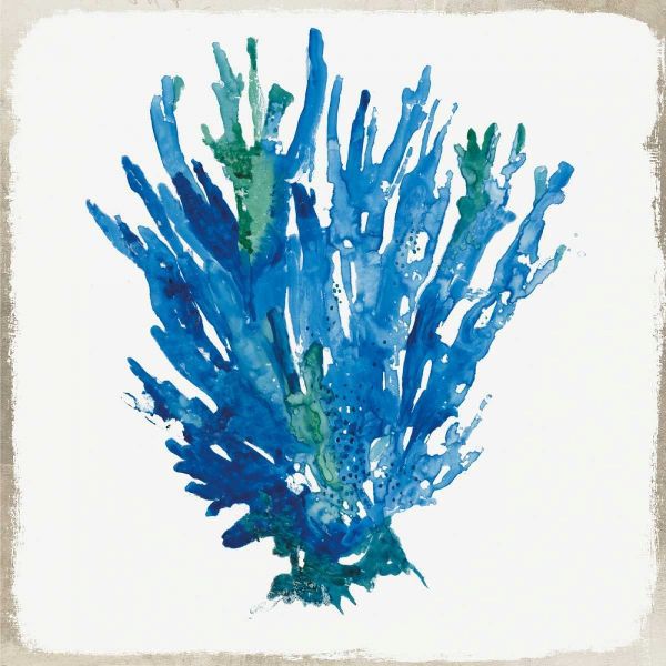 Blue Coral III