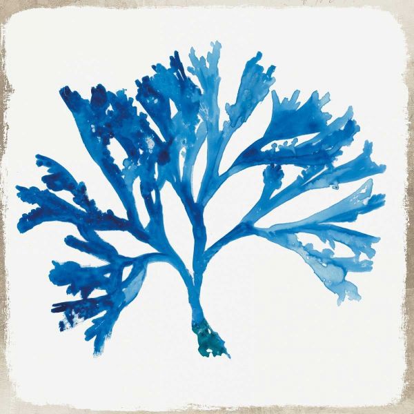 Blue Coral IV