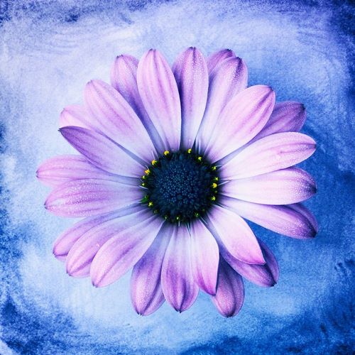 Daisy Soft Purple on Blue