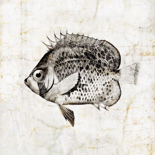 Vintage Fish IV