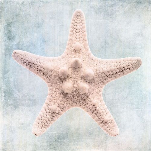 Zalewski, Christine 아티스트의 Blue Cream Starfish  작품