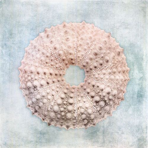 Zalewski, Christine 아티스트의 Blue Cream Sea Urchin 작품