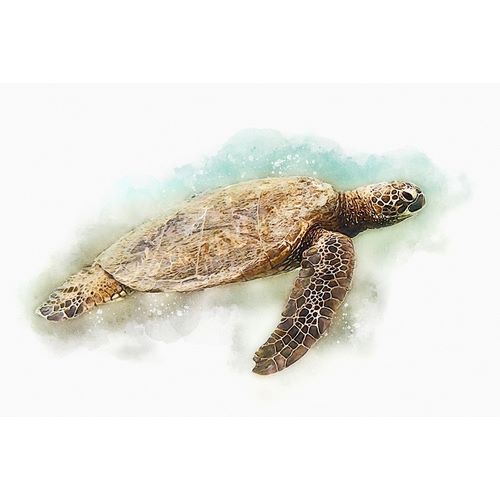 Zalewski, Christine 아티스트의 Hawaiian Green Sea Turtle Watercolor II 작품