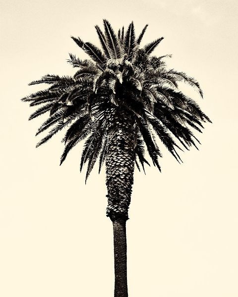 Palm Tree 1996 (Tan)