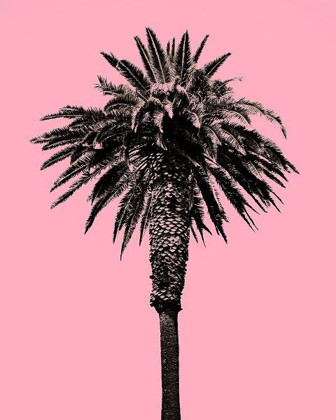 Palm Tree 1996 (Pink)