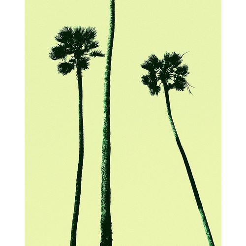 Palm Trees 2000 (Cyan)