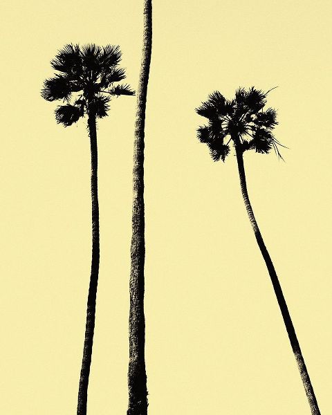 Palm Trees 2000 (Yellow)