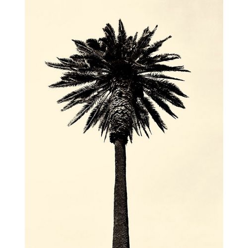 Palm Tree 1979 Tan