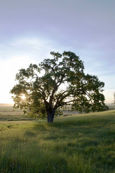 Oak Tree - 95