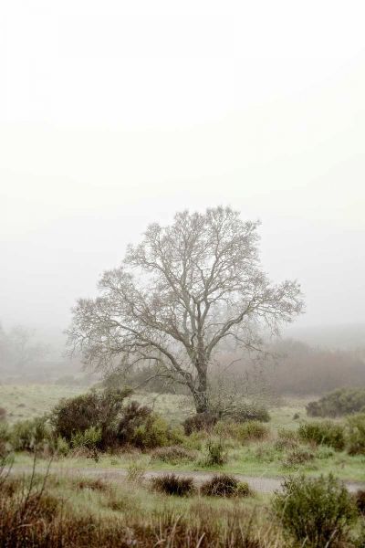 Oak Tree - 56
