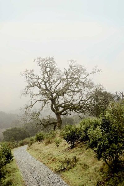 Oak Tree - 45