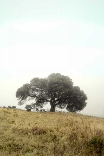 Oak Tree - 52