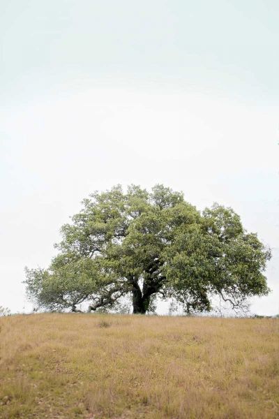 Oak Tree - 73