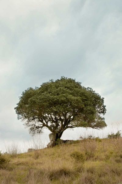 Oak Tree - 74